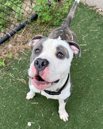 Dallas, a Adoptable mixed breed in Chesapeake, VA image 2/3