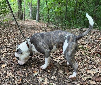 Dallas, a Adoptable mixed breed in Chesapeake, VA image 3/3