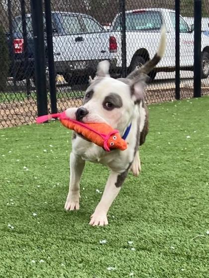 Enlarge Dallas, a Adoptable mixed breed in Chesapeake, VA image 3/3