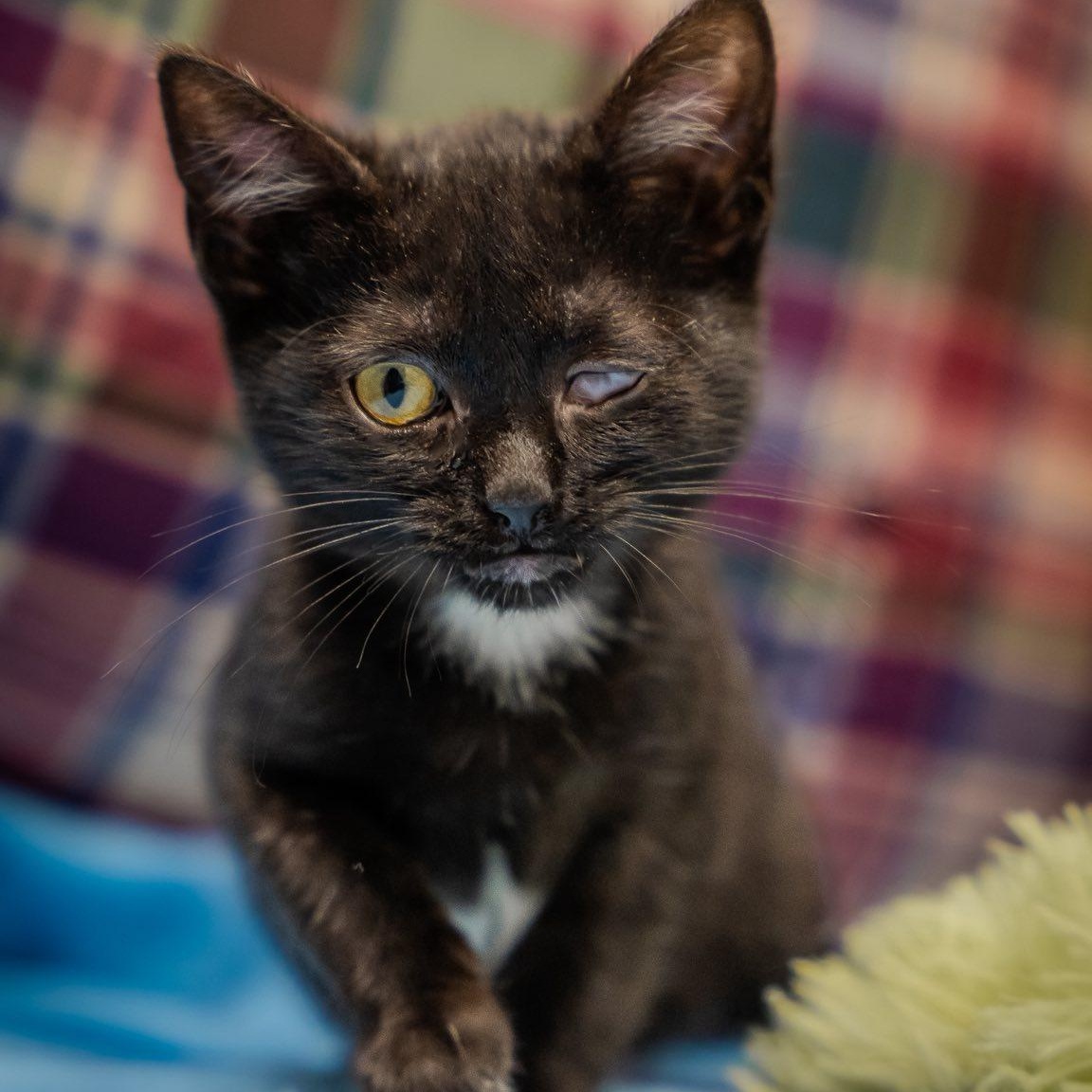 Enlarge One-Eyed Jack, a ADOPTABLE Domestic Short Hair in Alexandria, IN image 1/2