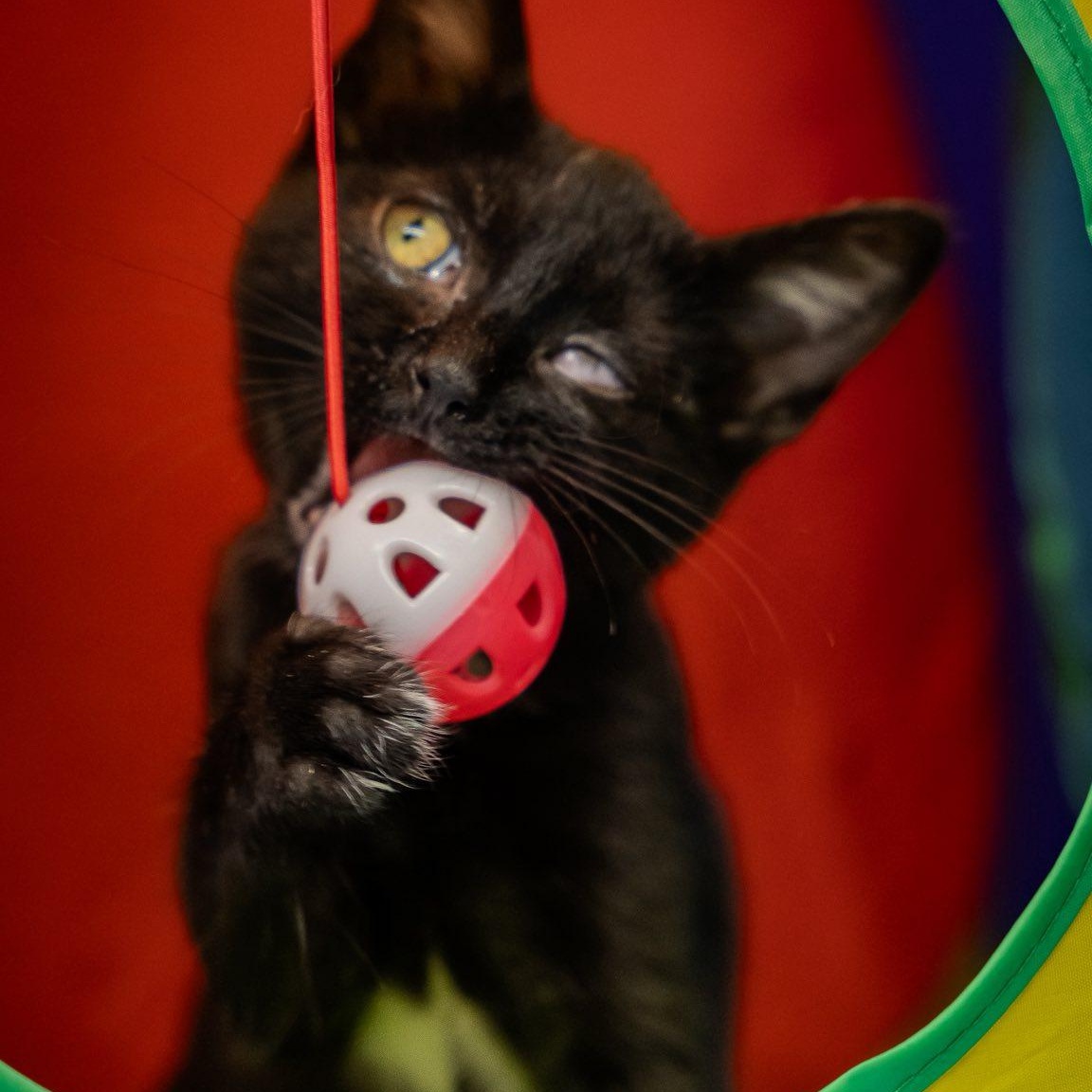 Enlarge One-Eyed Jack, a ADOPTABLE Domestic Short Hair in Alexandria, IN image 2/2