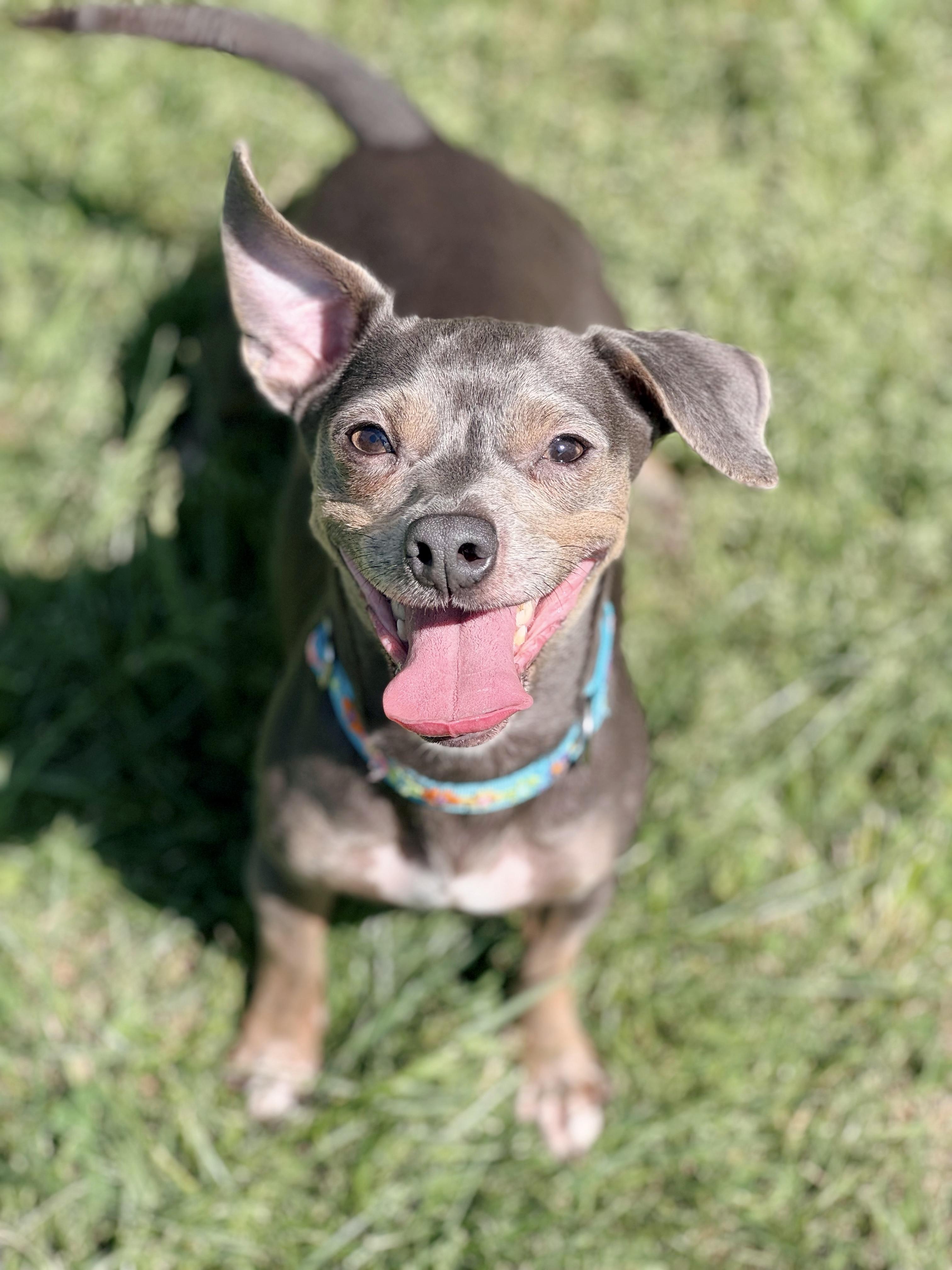 Weezy, a ADOPTABLE mixed breed in Louisville, KY image 2/6