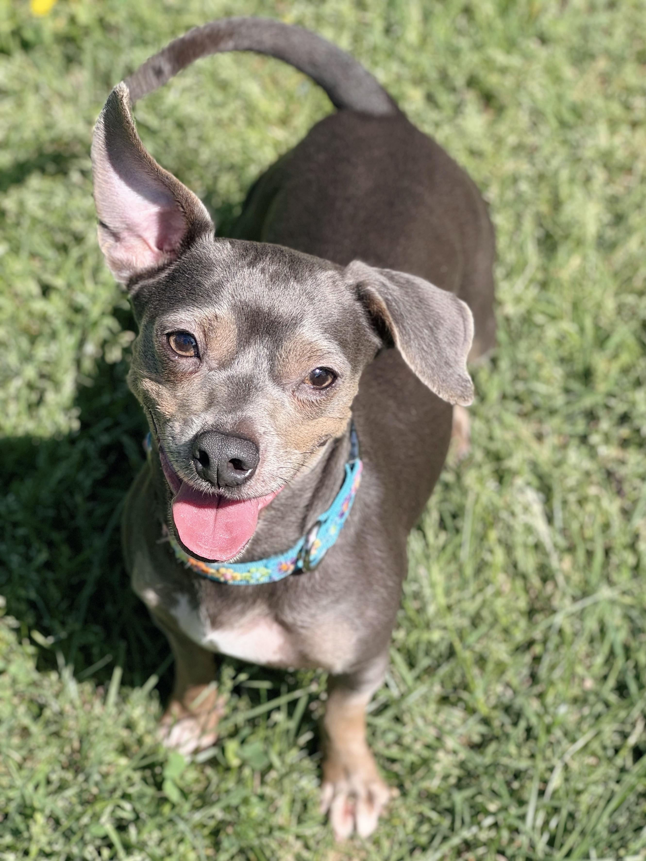 Weezy, a ADOPTABLE mixed breed in Louisville, KY image 4/6