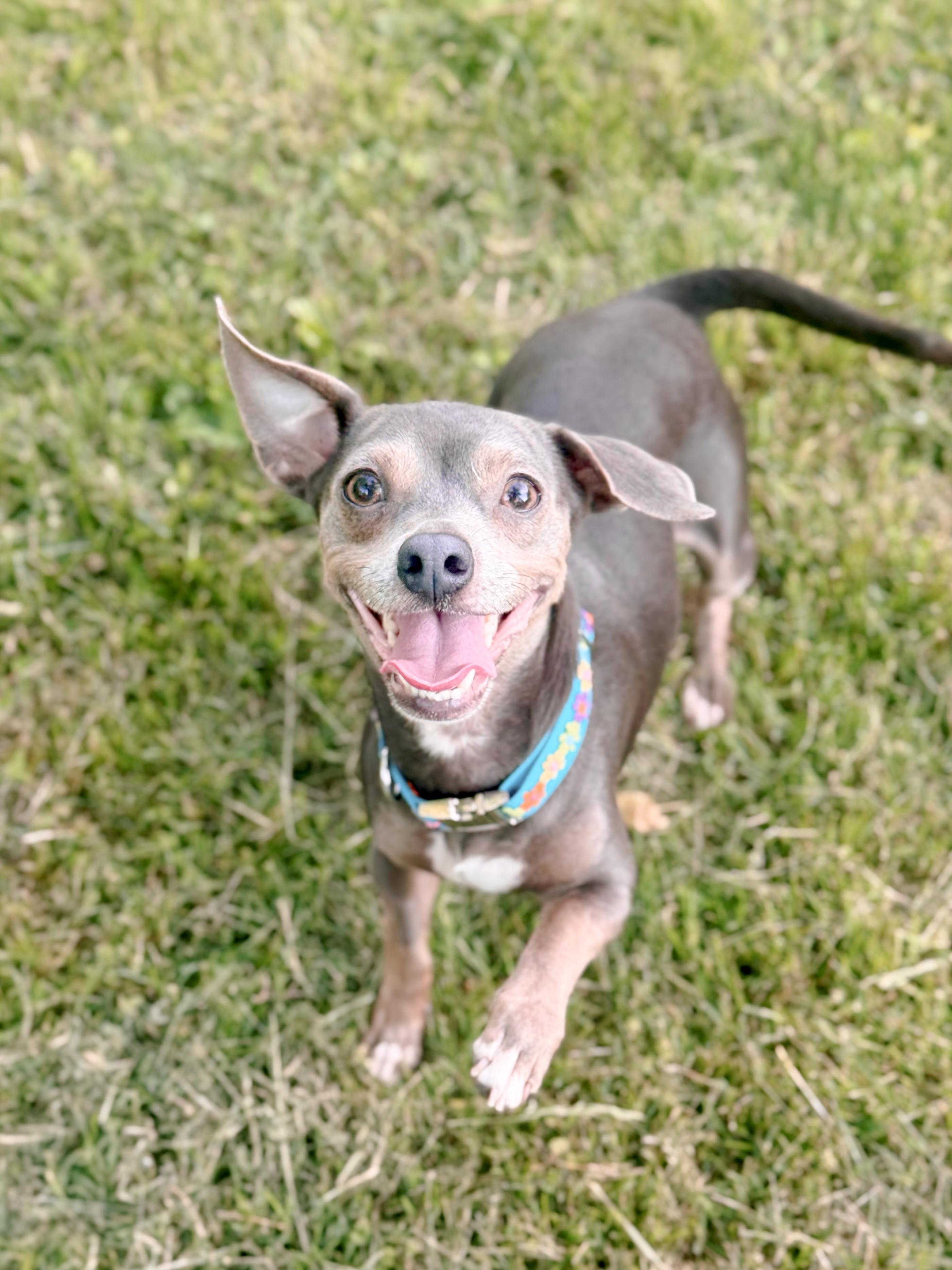Weezy, ADOPTABLE, Adult Female Chihuahua & Miniature Pinscher.