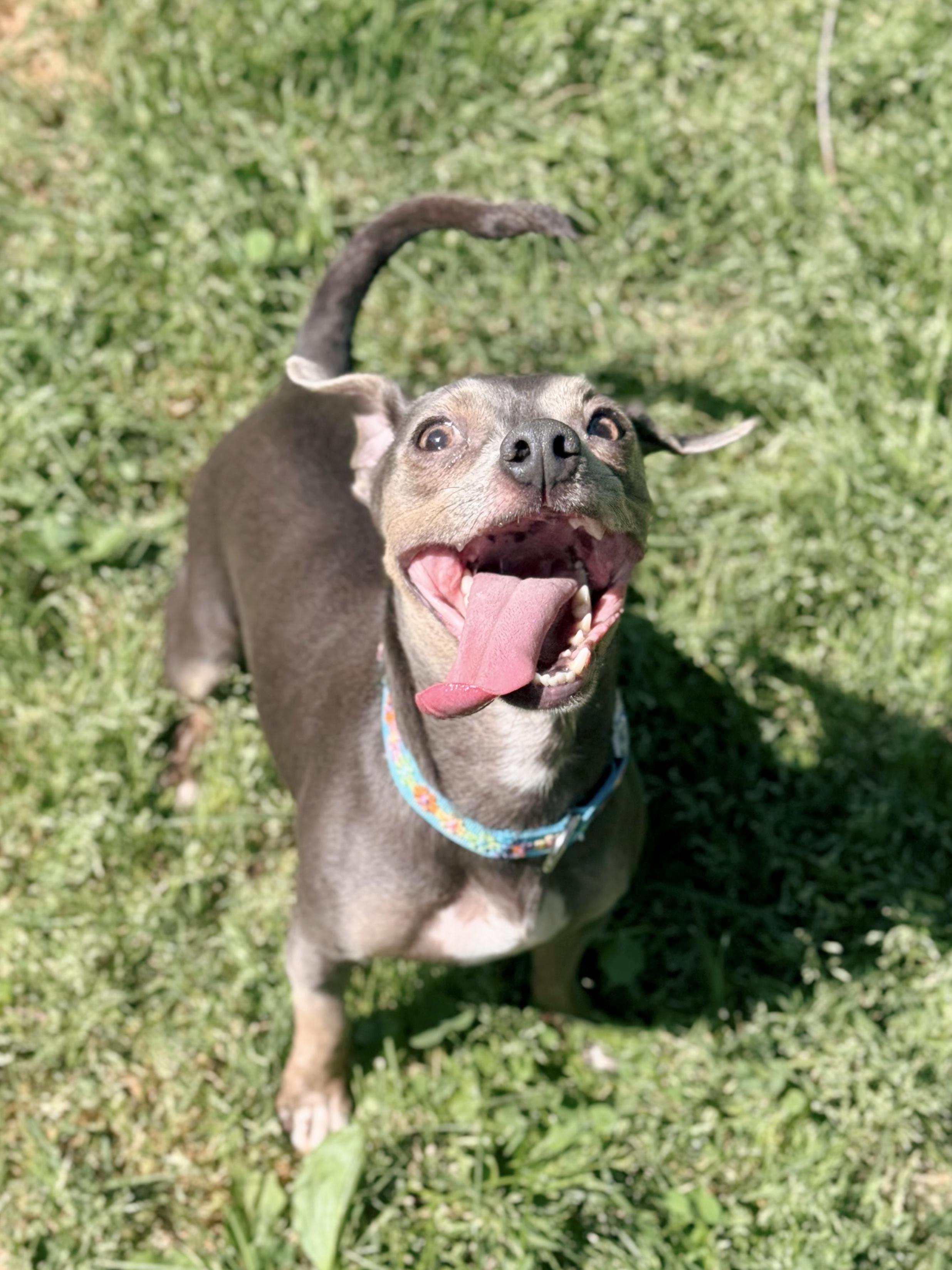 Weezy, a ADOPTABLE mixed breed in Louisville, KY image 3/6