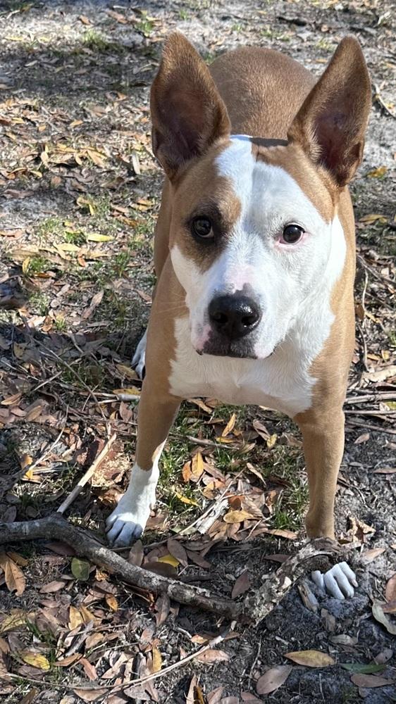 Enlarge Zeus, a Adoptable mixed breed in Seminole, FL image 1/6