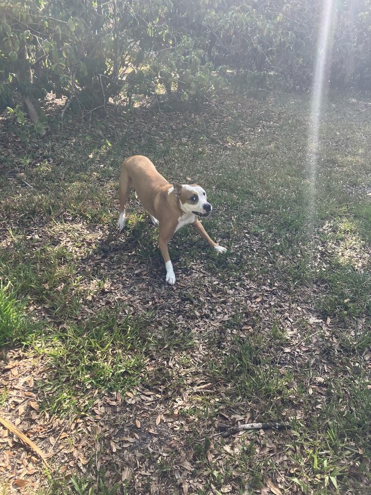 Zeus, Adoptable, Adult Male Mixed Breed & Mixed Breed.