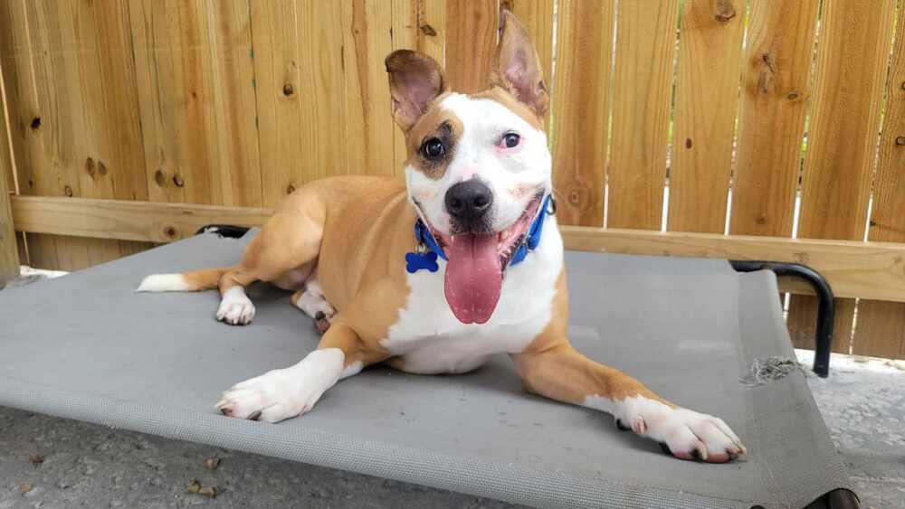 Enlarge Zeus, a Adoptable mixed breed in Seminole, FL image 2/6