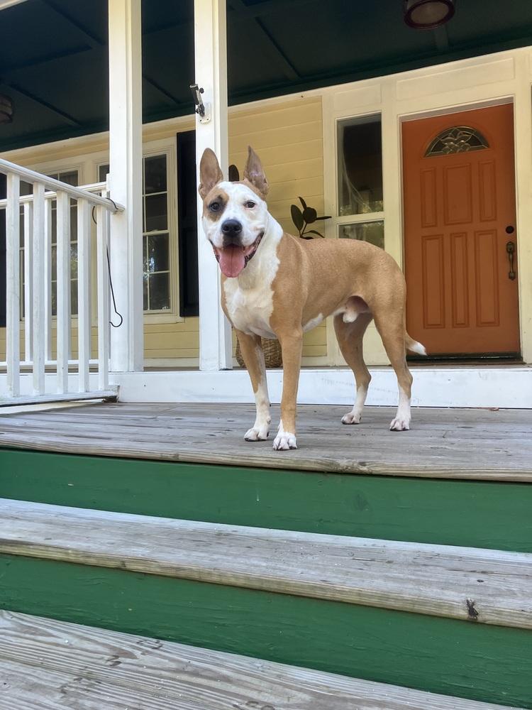 Enlarge Zeus, a Adoptable mixed breed in Seminole, FL image 3/6