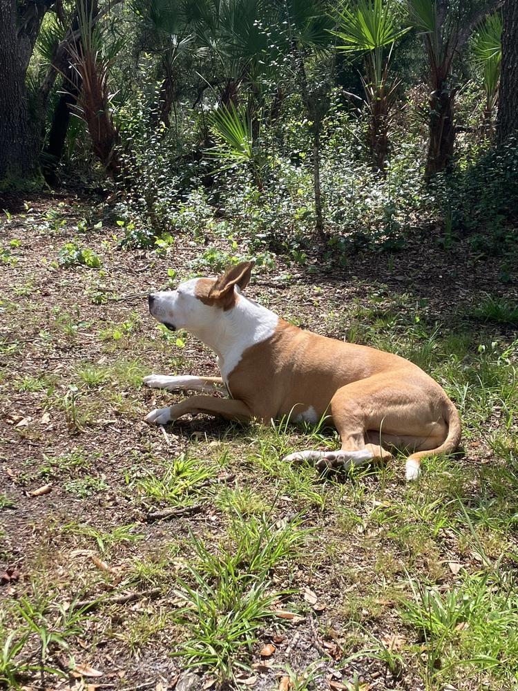 Enlarge Zeus, a Adoptable mixed breed in Seminole, FL image 4/6