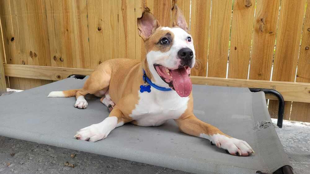 Enlarge Zeus, a Adoptable mixed breed in Seminole, FL image 5/6