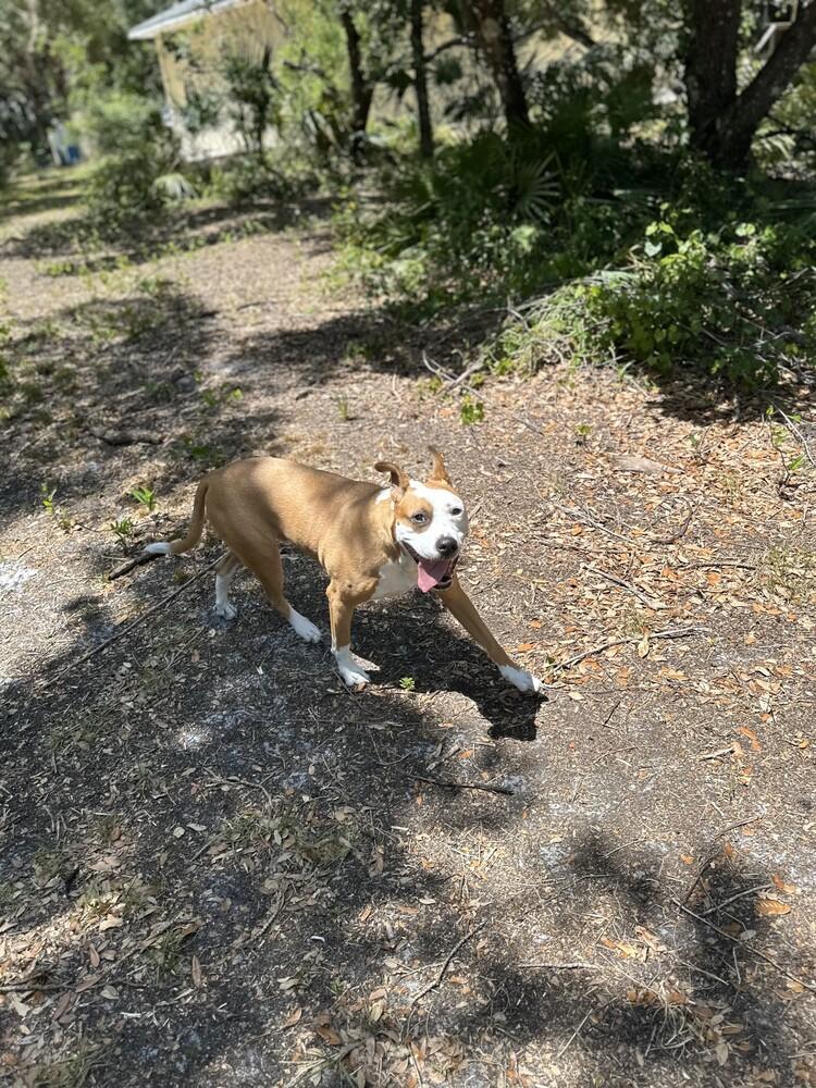 Enlarge Zeus, a Adoptable mixed breed in Seminole, FL image 6/6