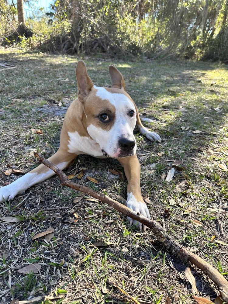 Enlarge Zeus, a Adoptable mixed breed in Seminole, FL image 6/6