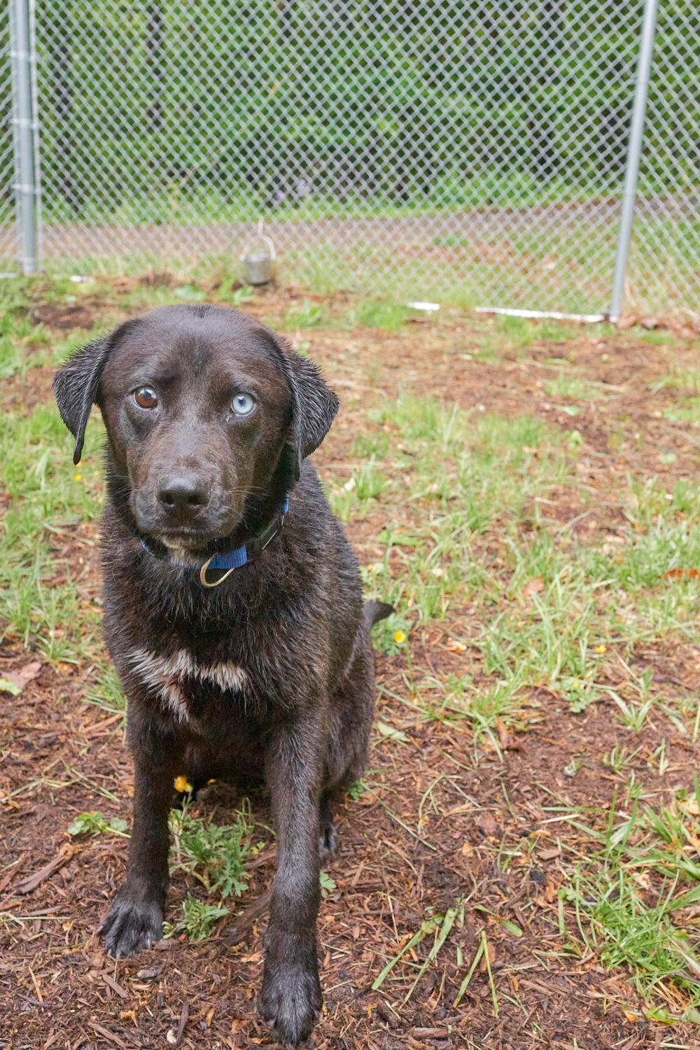 Enlarge Parker, an adopted mixed breed in Floyd, VA image 2/3