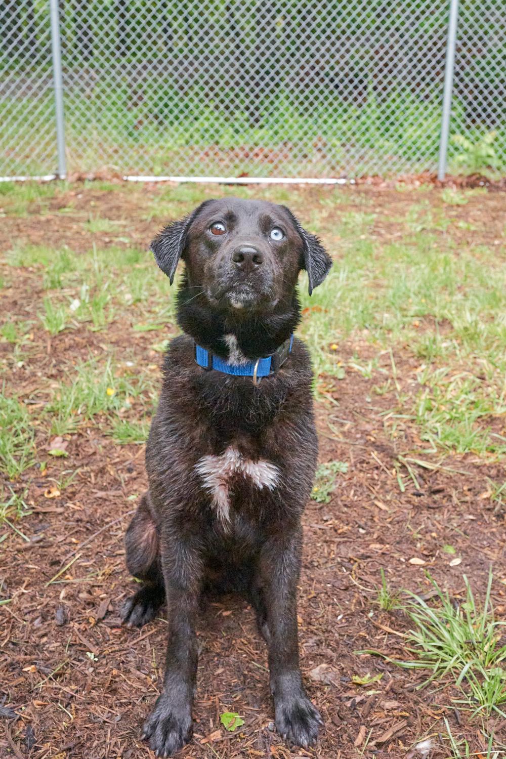 Enlarge Parker, an adopted mixed breed in Floyd, VA image 3/3
