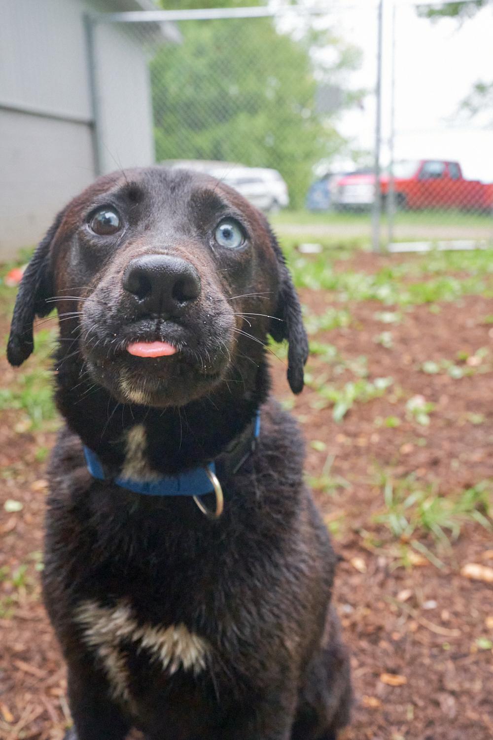 Enlarge Parker, an adopted mixed breed in Floyd, VA image 1/3