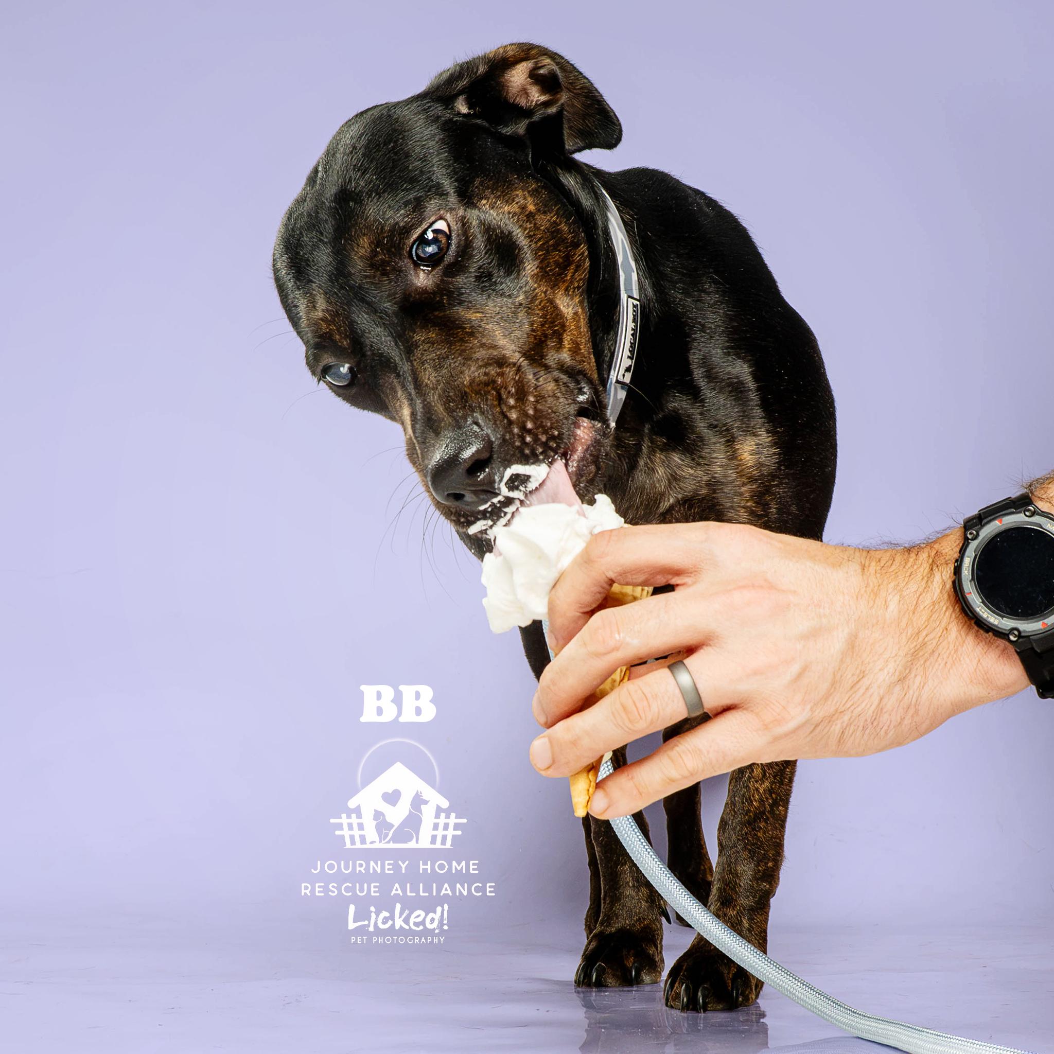 BB, a ADOPTABLE mixed breed in Wando, SC image 5/6