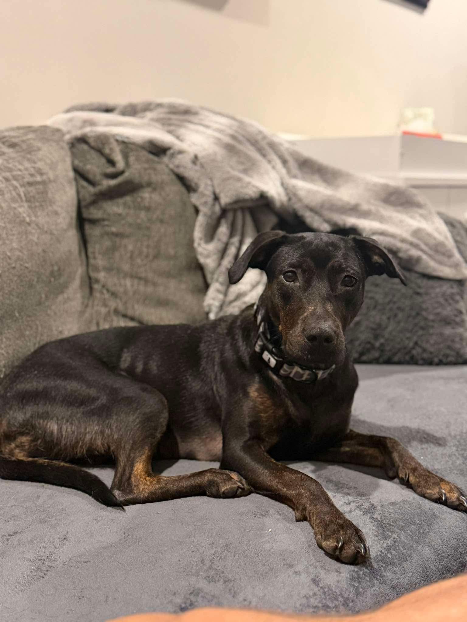 BB, ADOPTABLE, Young Female Mixed Breed.