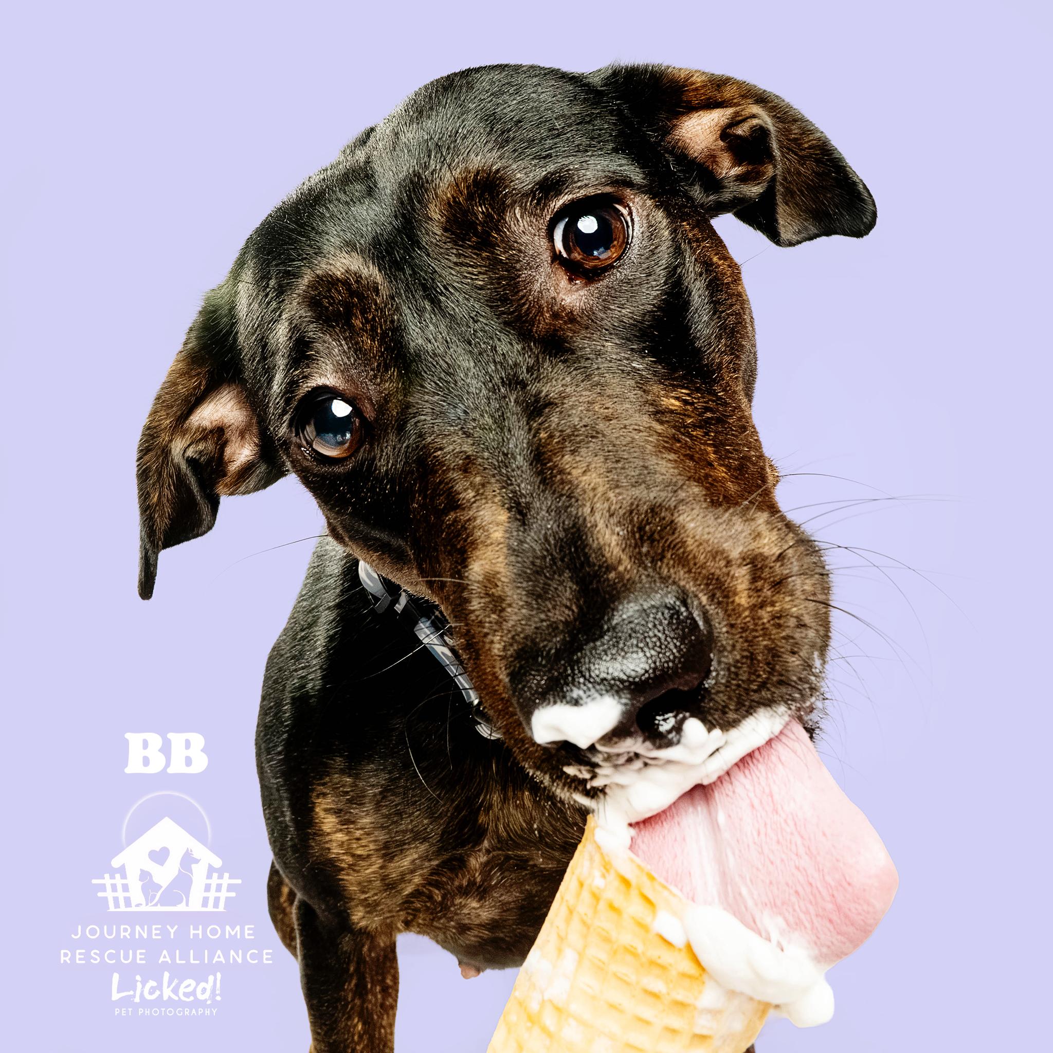 BB, a ADOPTABLE mixed breed in Wando, SC image 4/6