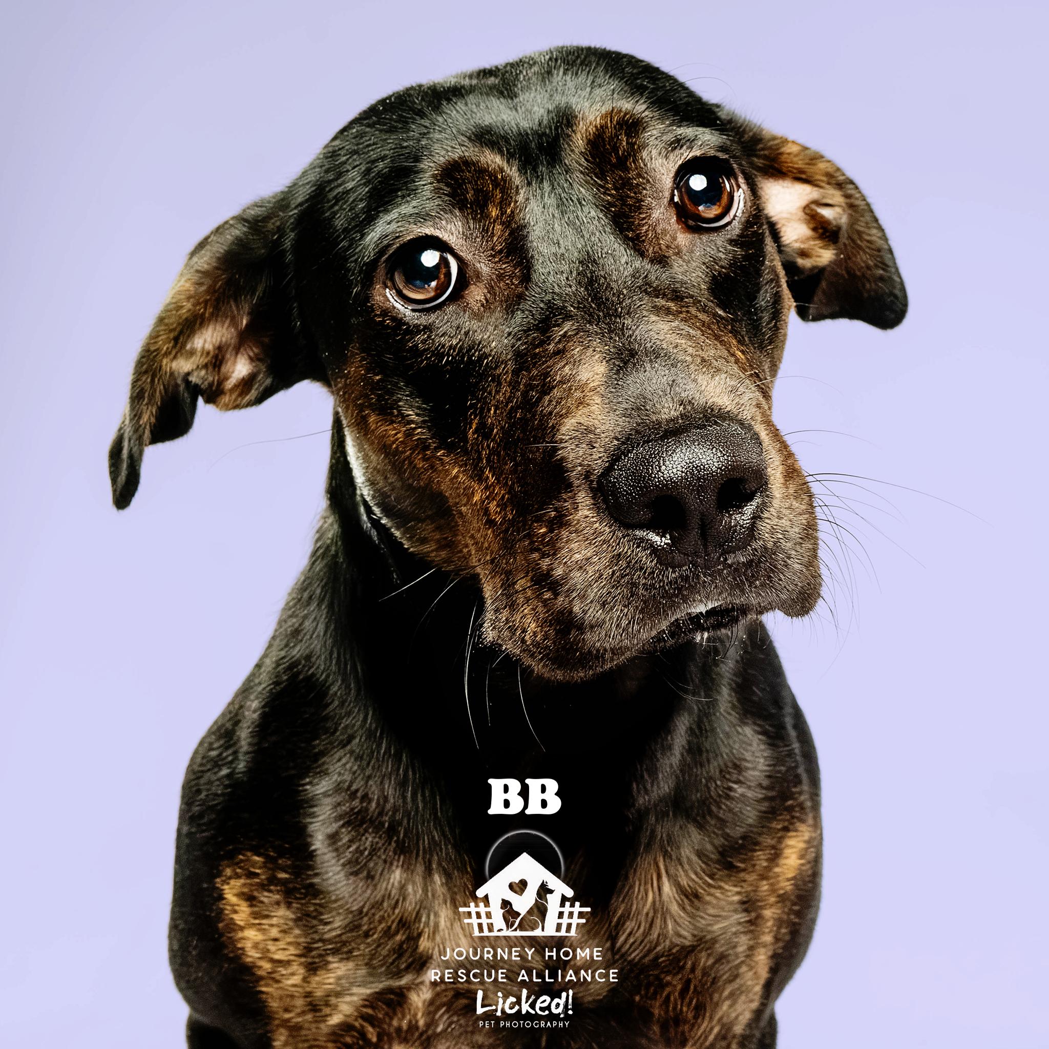BB, ADOPTABLE, Young Female Mixed Breed.