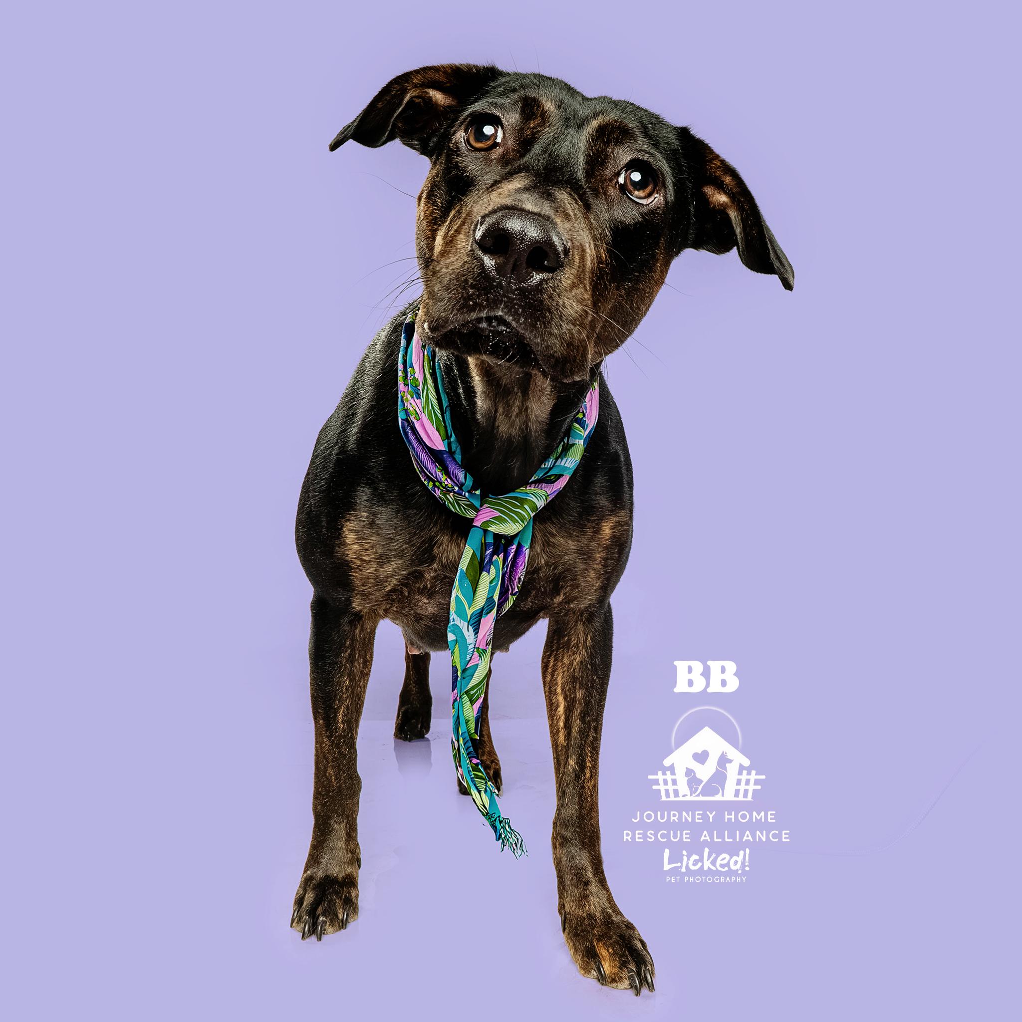 BB, a ADOPTABLE mixed breed in Wando, SC image 2/6