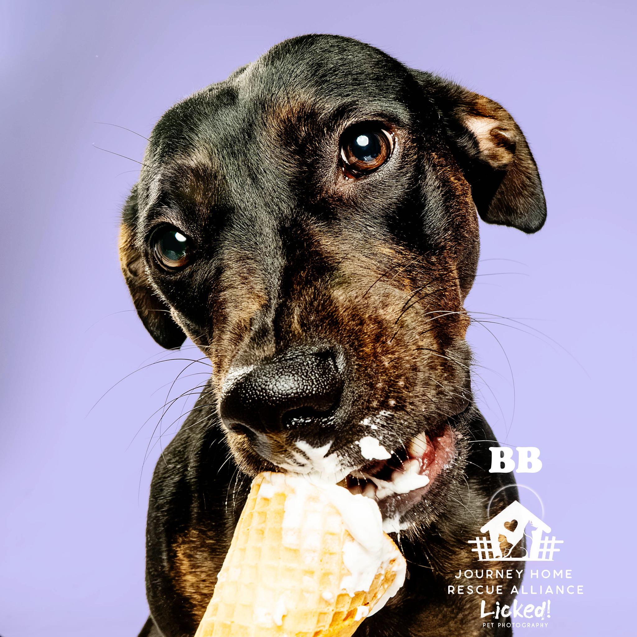 BB, a ADOPTABLE mixed breed in Wando, SC image 6/6
