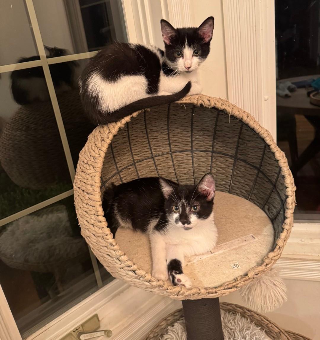 Enlarge Johnny - friendly & playful, a Adoptable Domestic Short Hair in Hendersonville, TN image 3/3