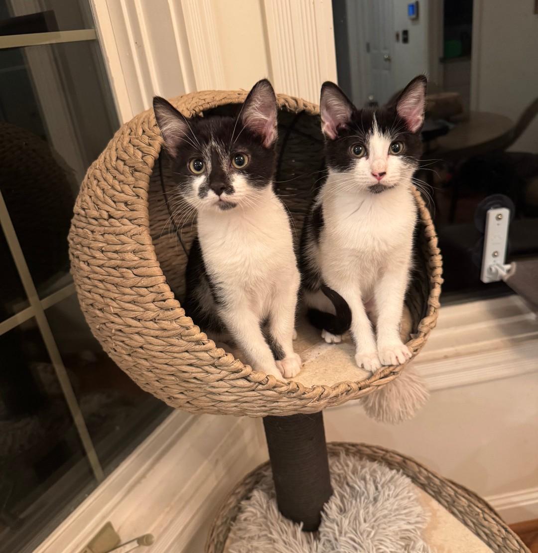 Enlarge Johnny - friendly & playful, a Adoptable Domestic Short Hair in Hendersonville, TN image 2/3