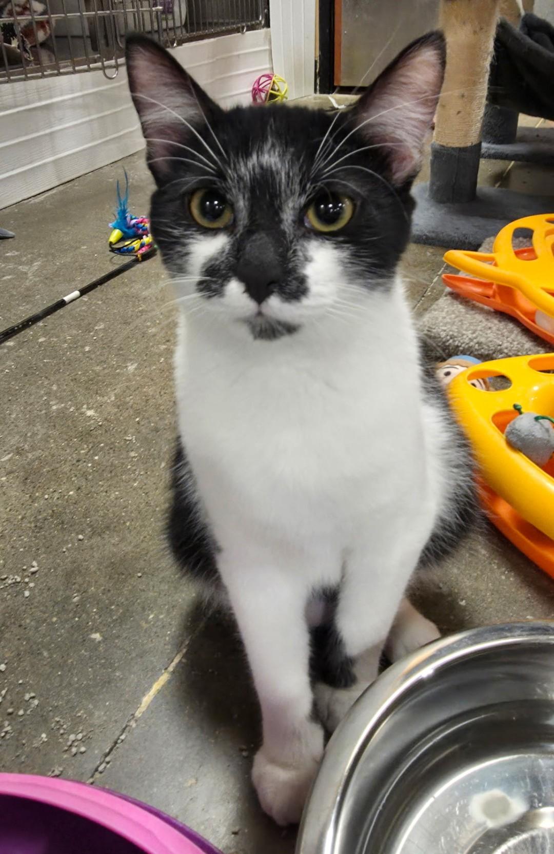 Johnny - friendly & playful, Adoptable, Young Male Domestic Short Hair.