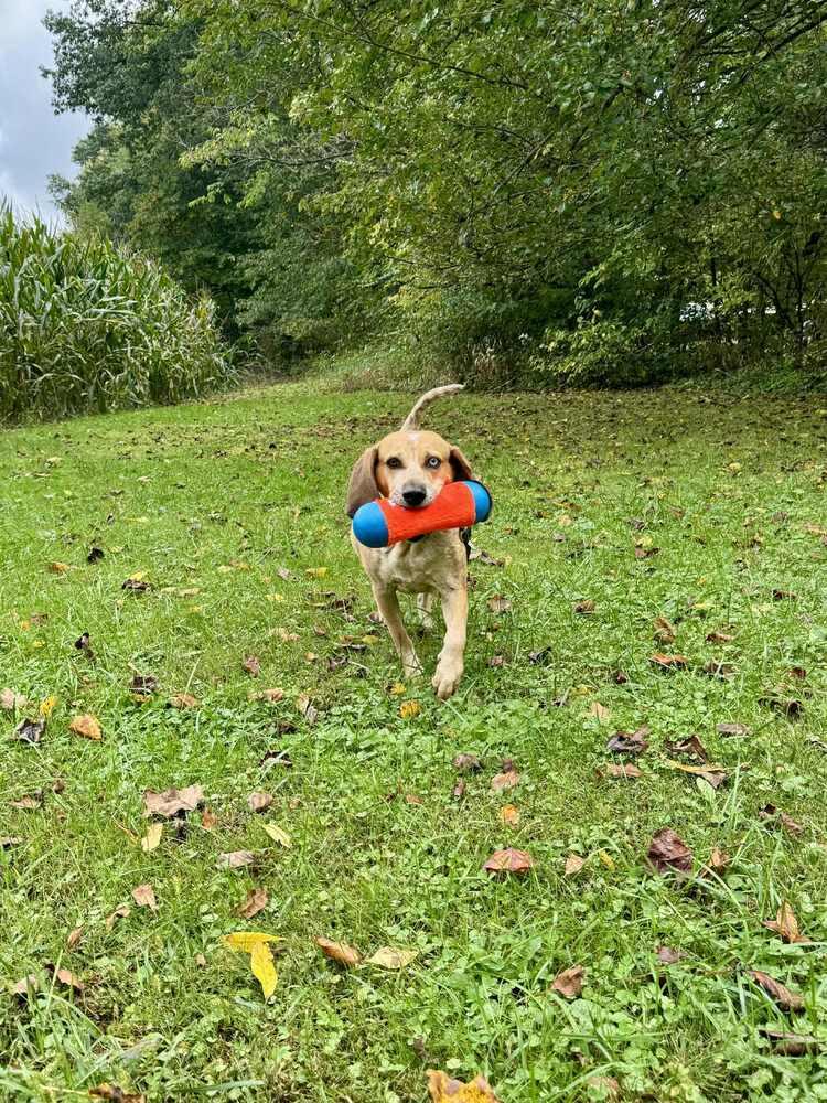Enlarge River, a Adoptable mixed breed in Cloverdale, IN image 2/6