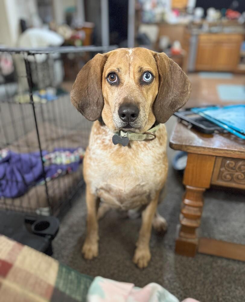 Enlarge River, a Adoptable mixed breed in Cloverdale, IN image 4/6