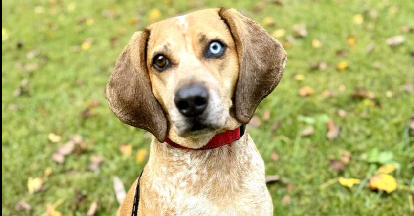 Enlarge River, a Adoptable mixed breed in Cloverdale, IN image 6/6