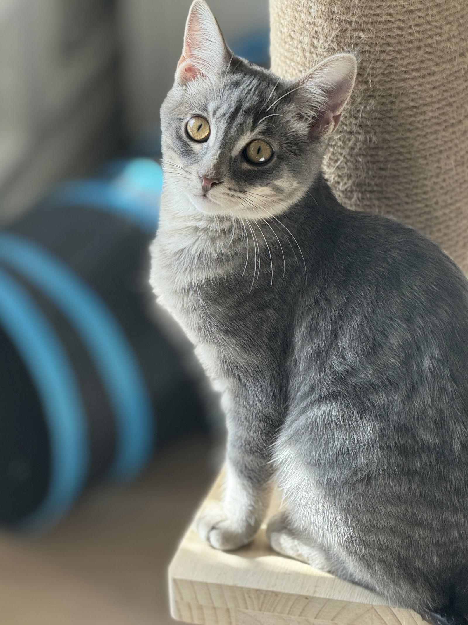 Sunflower, Adoptable, Young Female Torbie & Domestic Medium Hair.