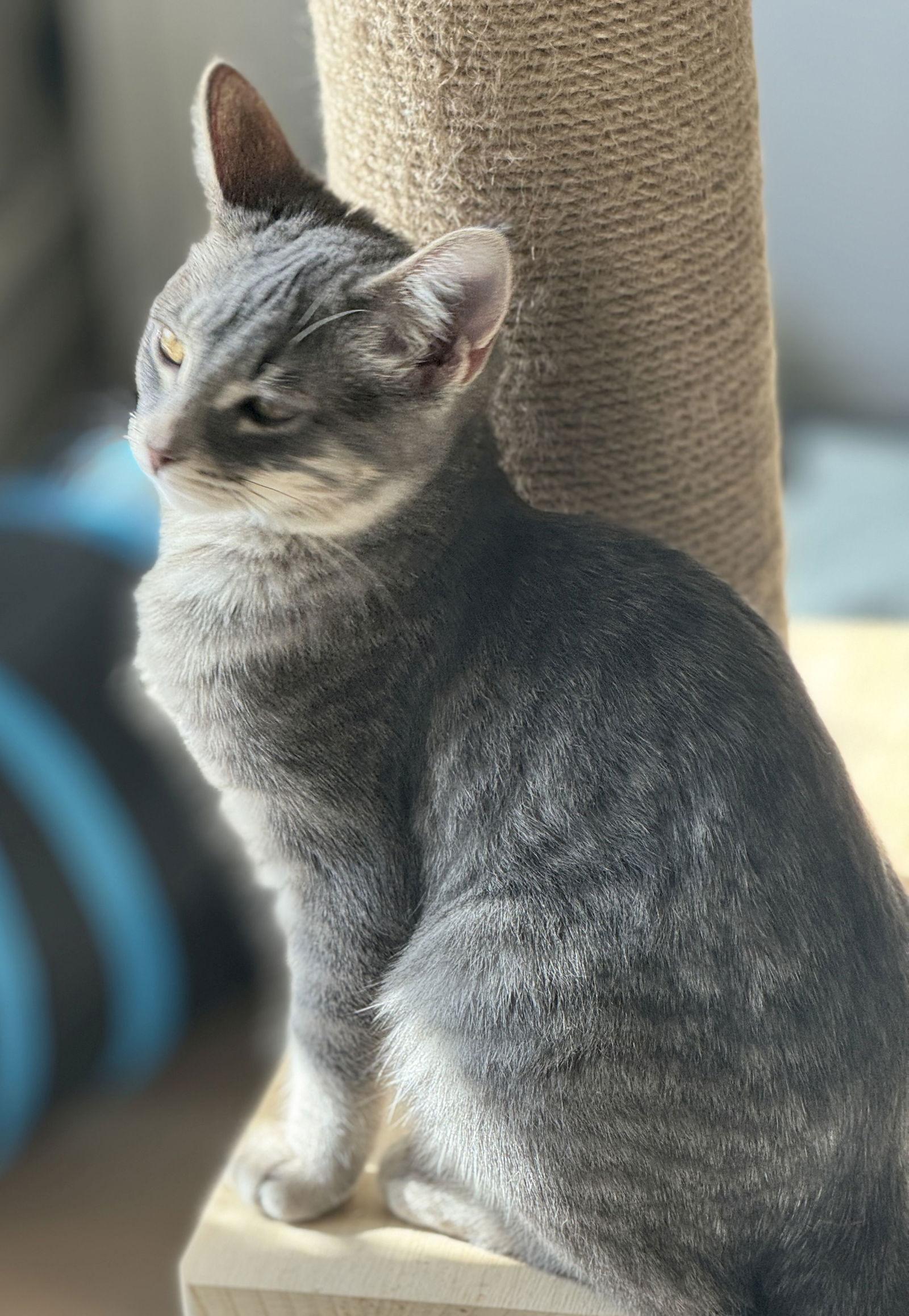 Sunflower, a Adoptable mixed breed in Seal Beach, CA image 2/3