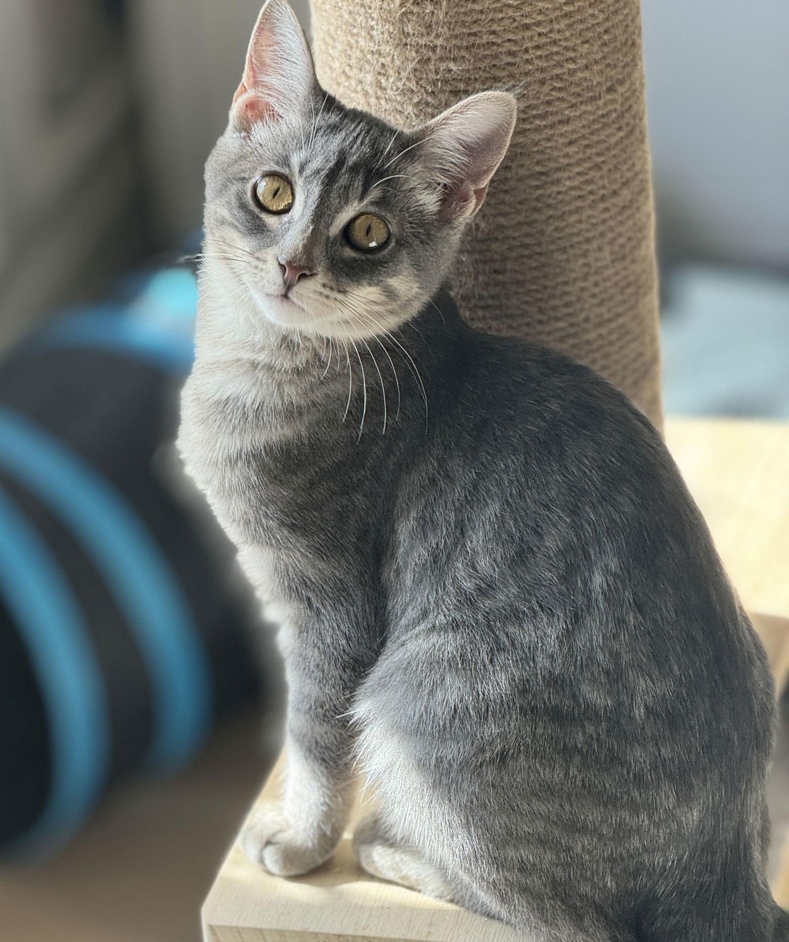 Sunflower, a Adoptable mixed breed in Seal Beach, CA image 3/3