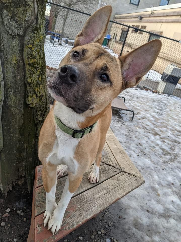 Enlarge Jonah, a ADOPTABLE mixed breed in Buffalo, NY image 6/6