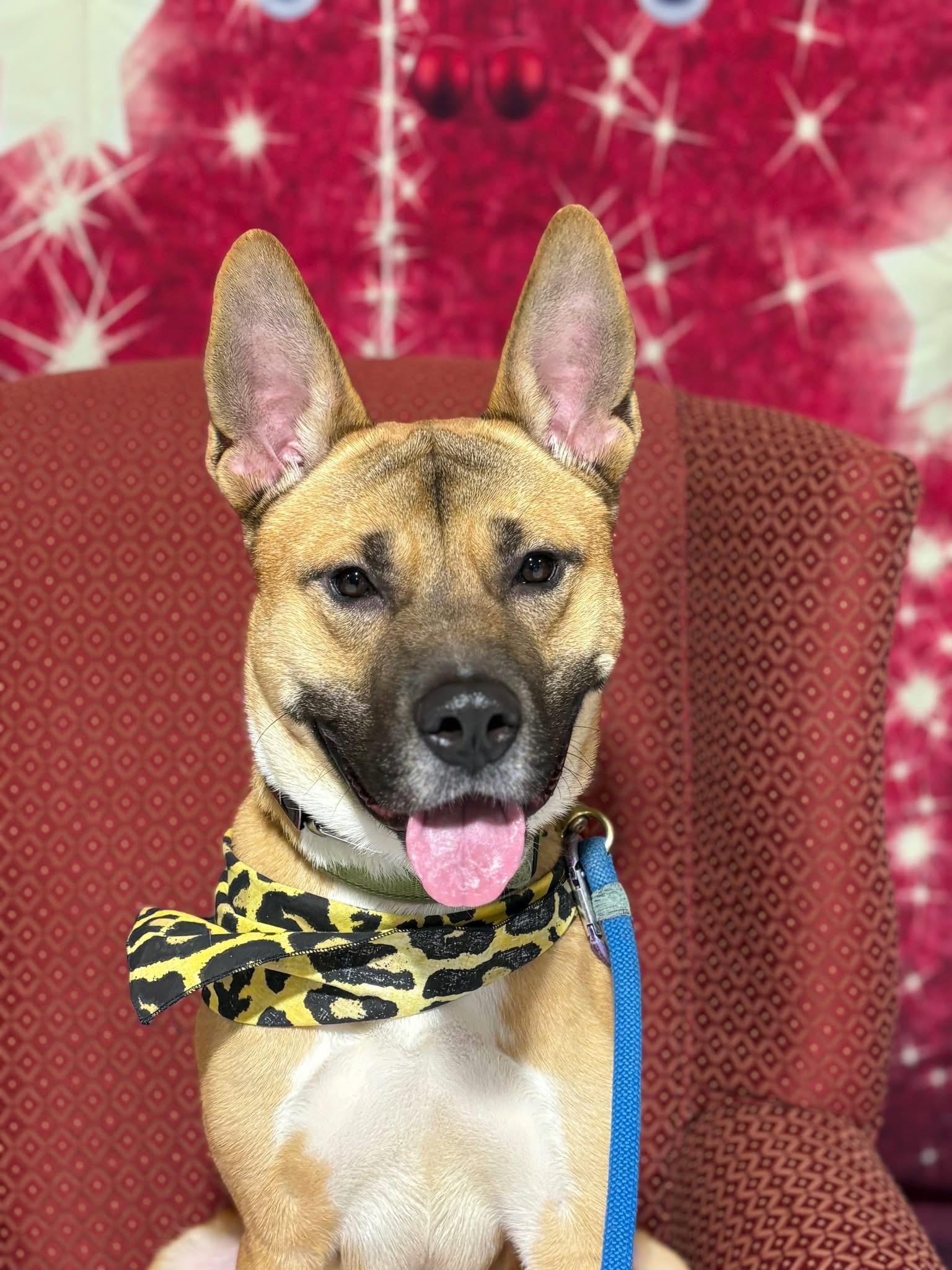 Jonah, ADOPTABLE, Young Male Akita & Shepherd.