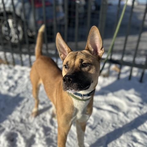 Jonah, ADOPTABLE, Young Male Akita & Shepherd.