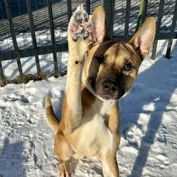 Enlarge Jonah, a ADOPTABLE mixed breed in Buffalo, NY image 2/6