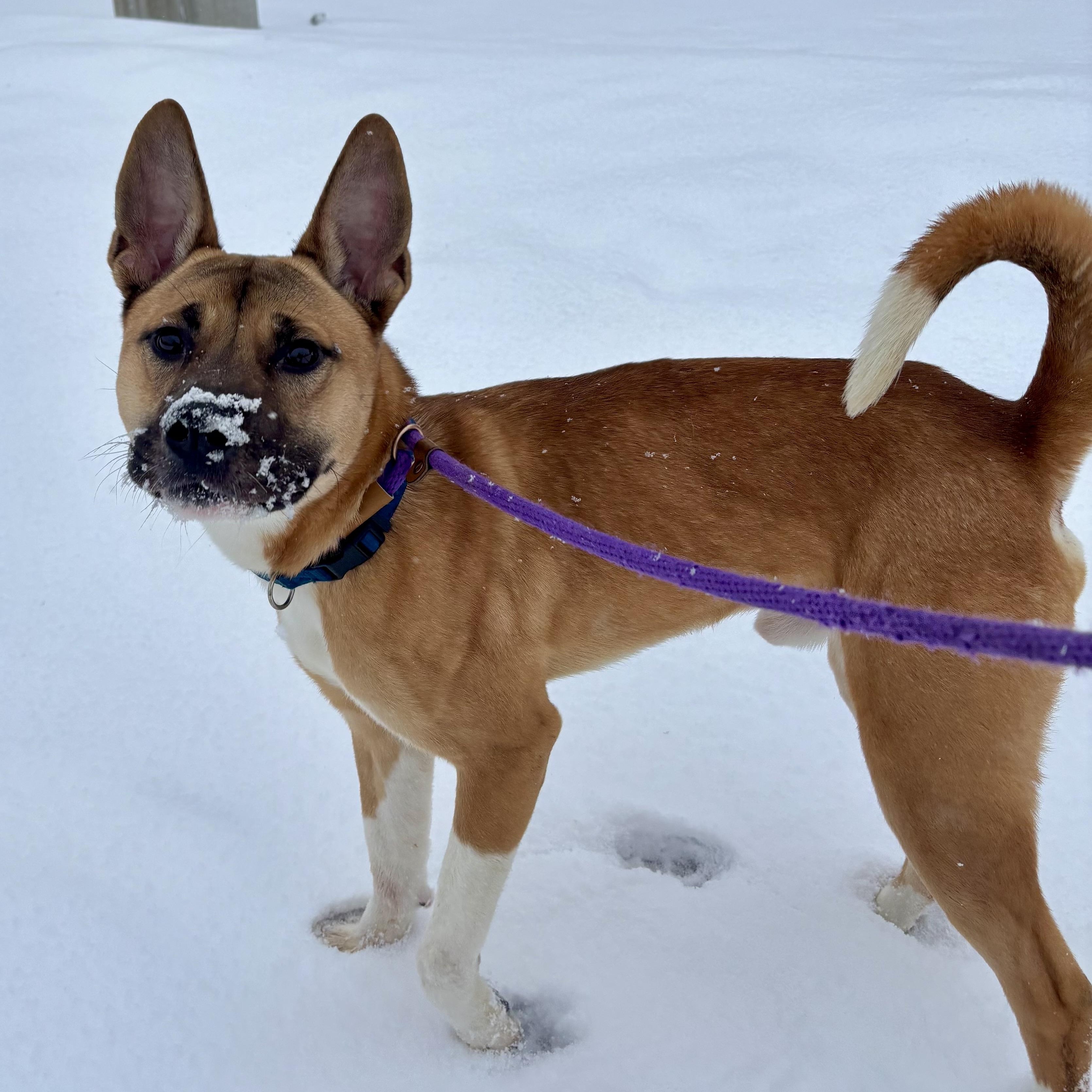 Enlarge Jonah, a ADOPTABLE mixed breed in Buffalo, NY image 3/6
