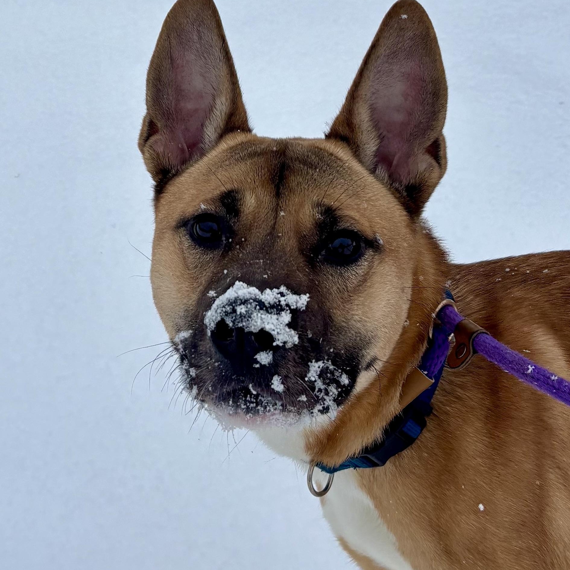Enlarge Jonah, a ADOPTABLE mixed breed in Buffalo, NY image 4/6