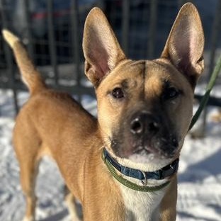 Enlarge Jonah, a ADOPTABLE mixed breed in Buffalo, NY image 5/6