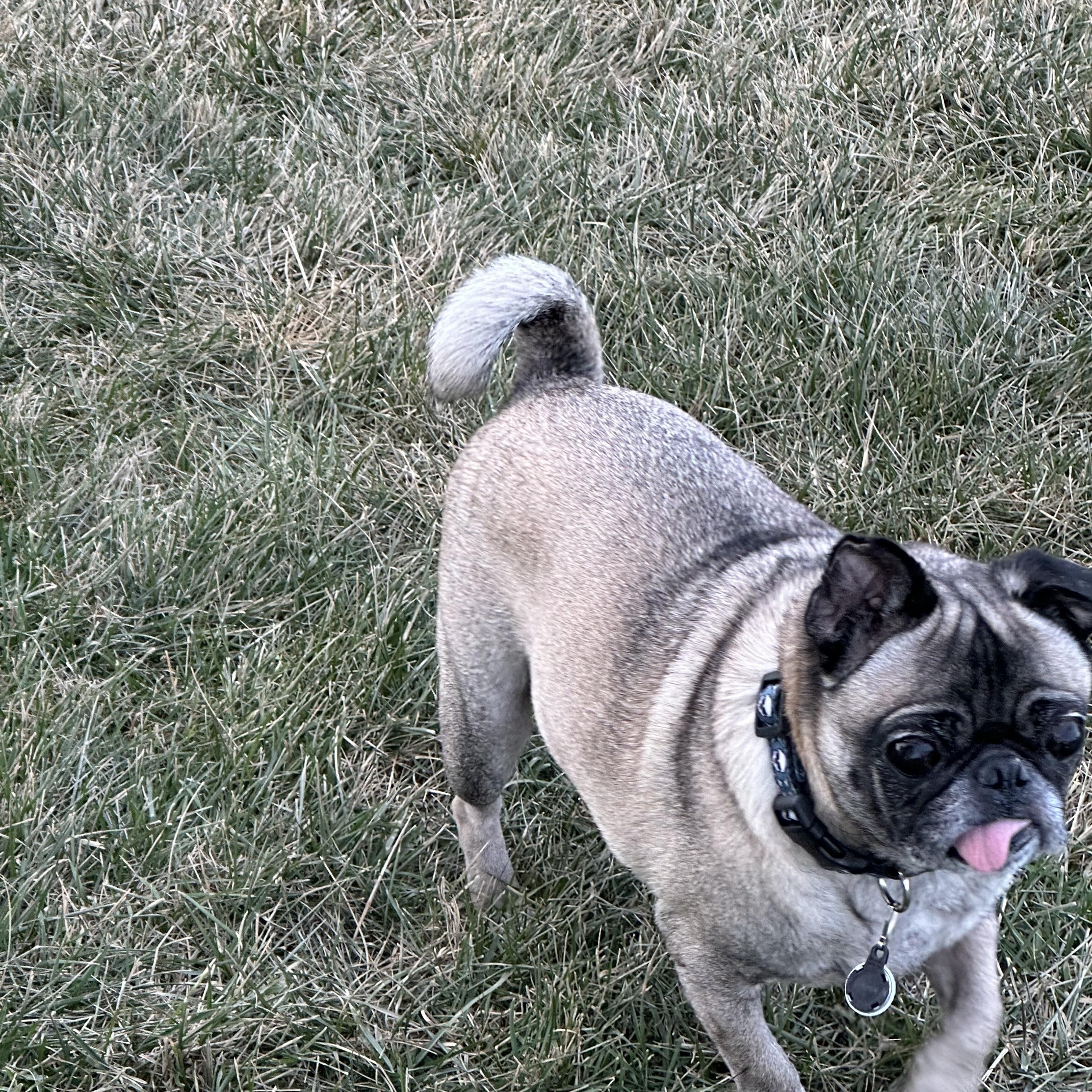 Owen, an adoptable Pug in Fort Calhoun, NE, 68023 | Photo Image 1