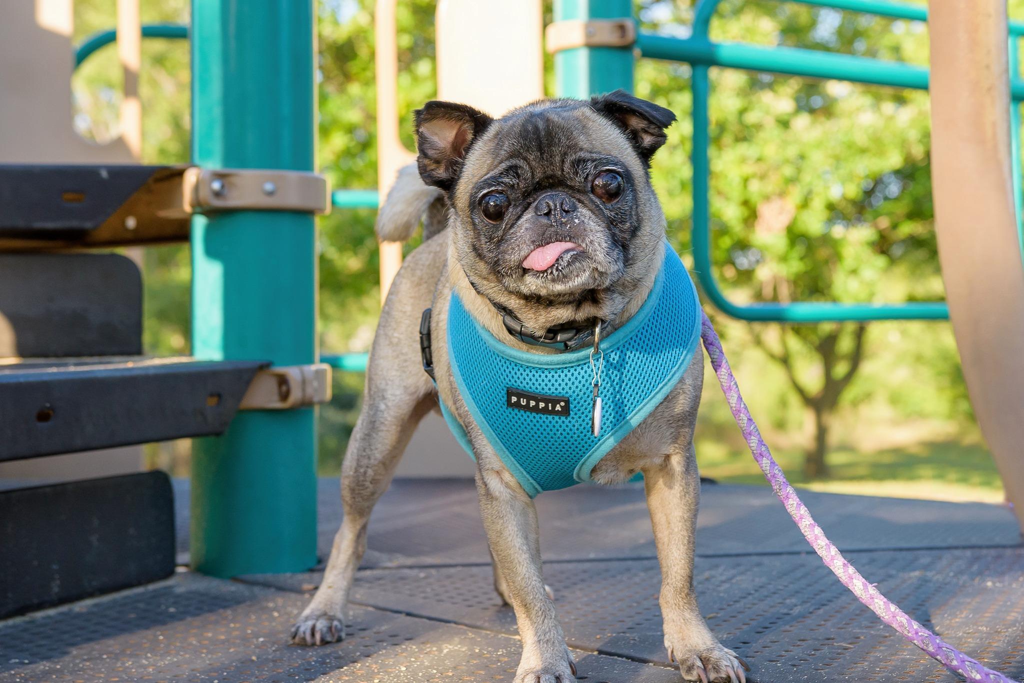 Owen, an adoptable Pug in Fort Calhoun, NE, 68023 | Photo Image 3