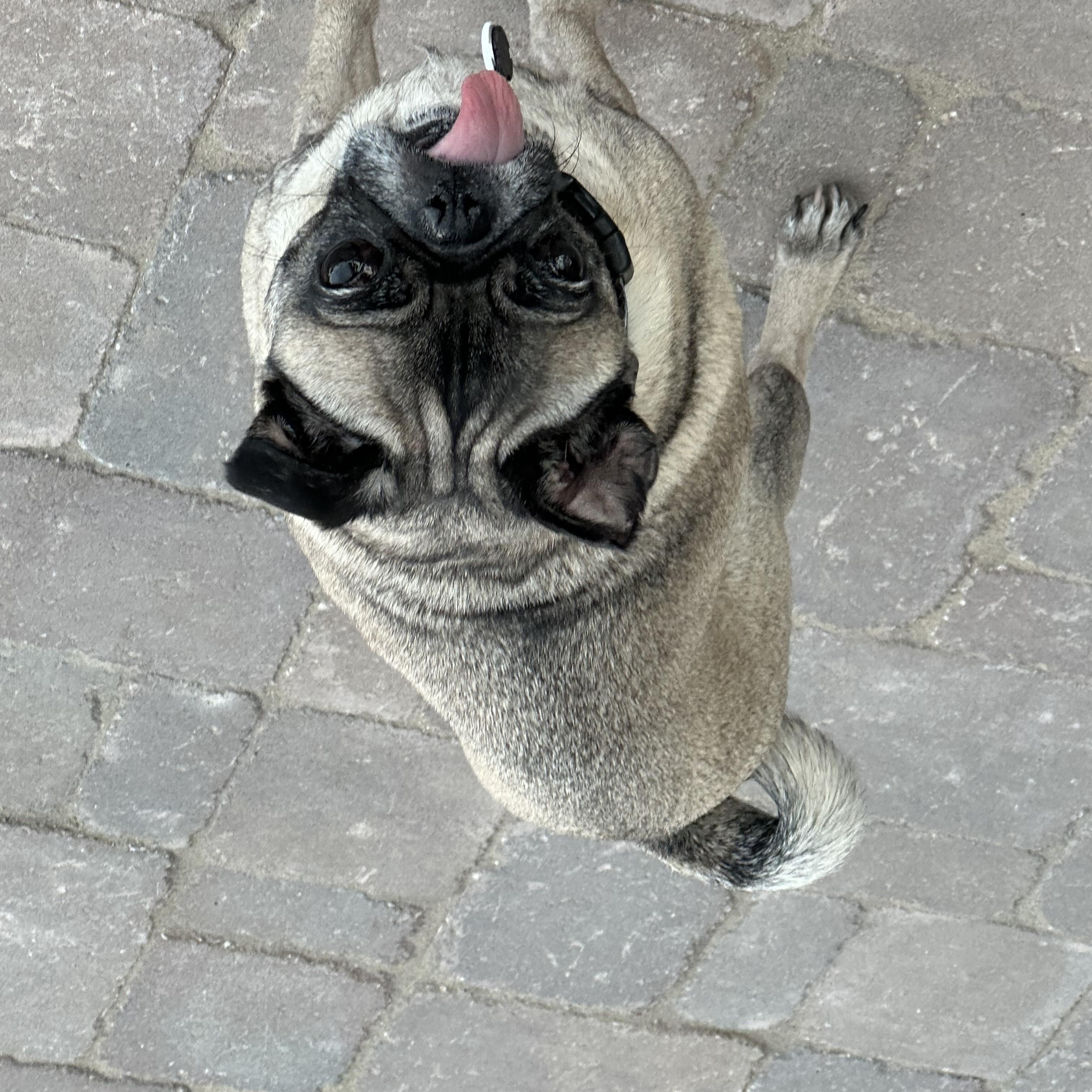 Owen, an adoptable Pug in Fort Calhoun, NE, 68023 | Photo Image 2