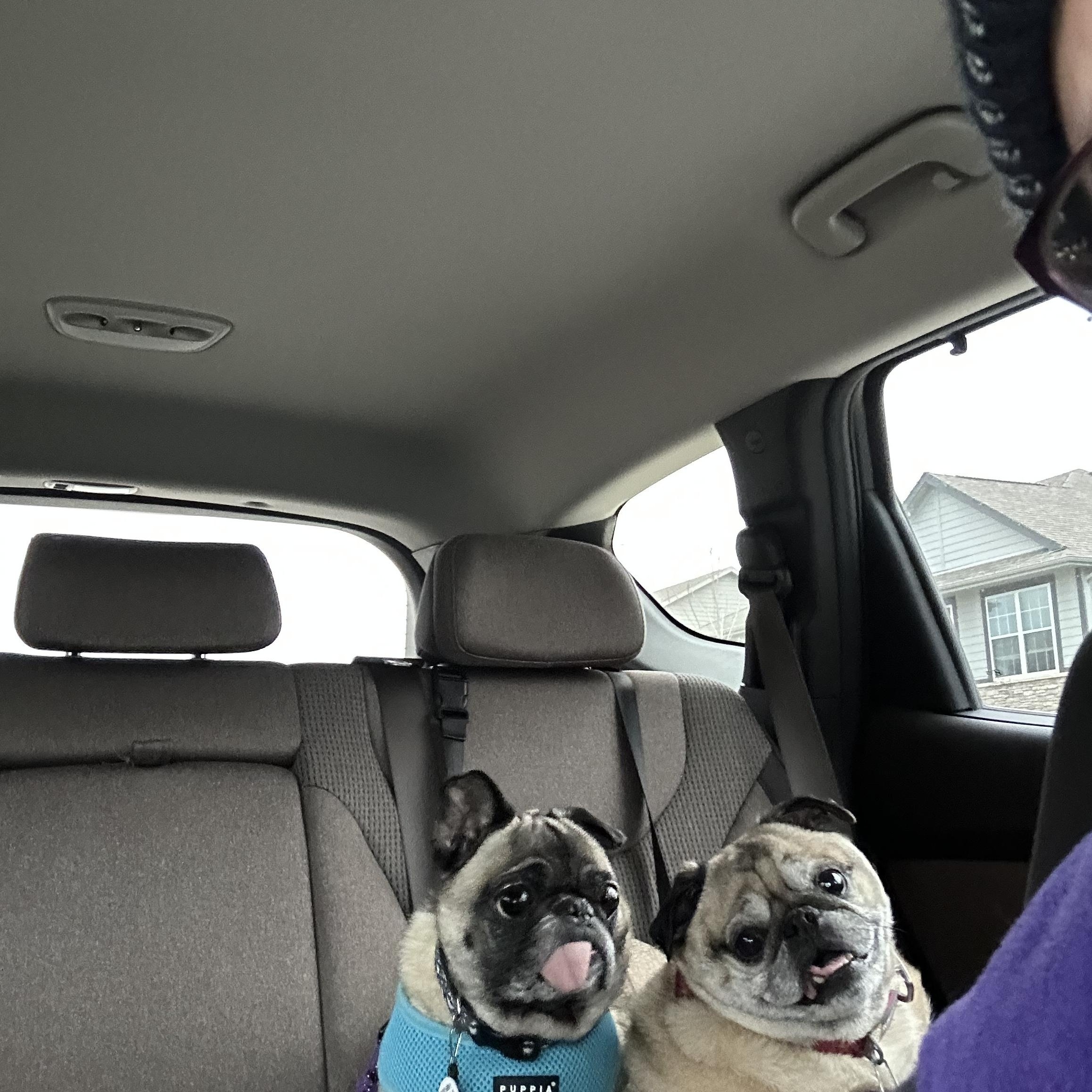 Owen, an adoptable Pug in Fort Calhoun, NE, 68023 | Photo Image 3