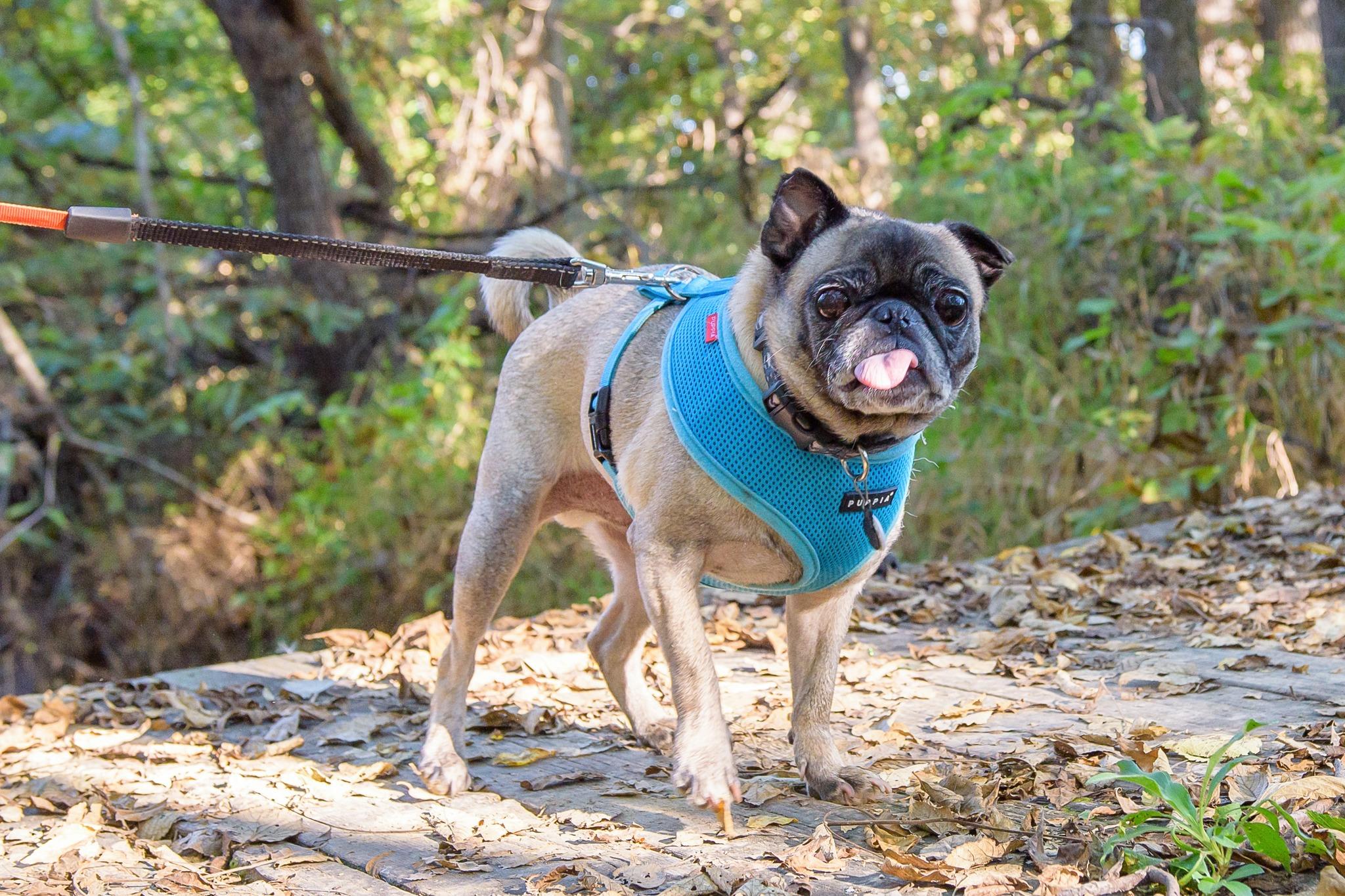 Owen, an adoptable Pug in Fort Calhoun, NE, 68023 | Photo Image 4