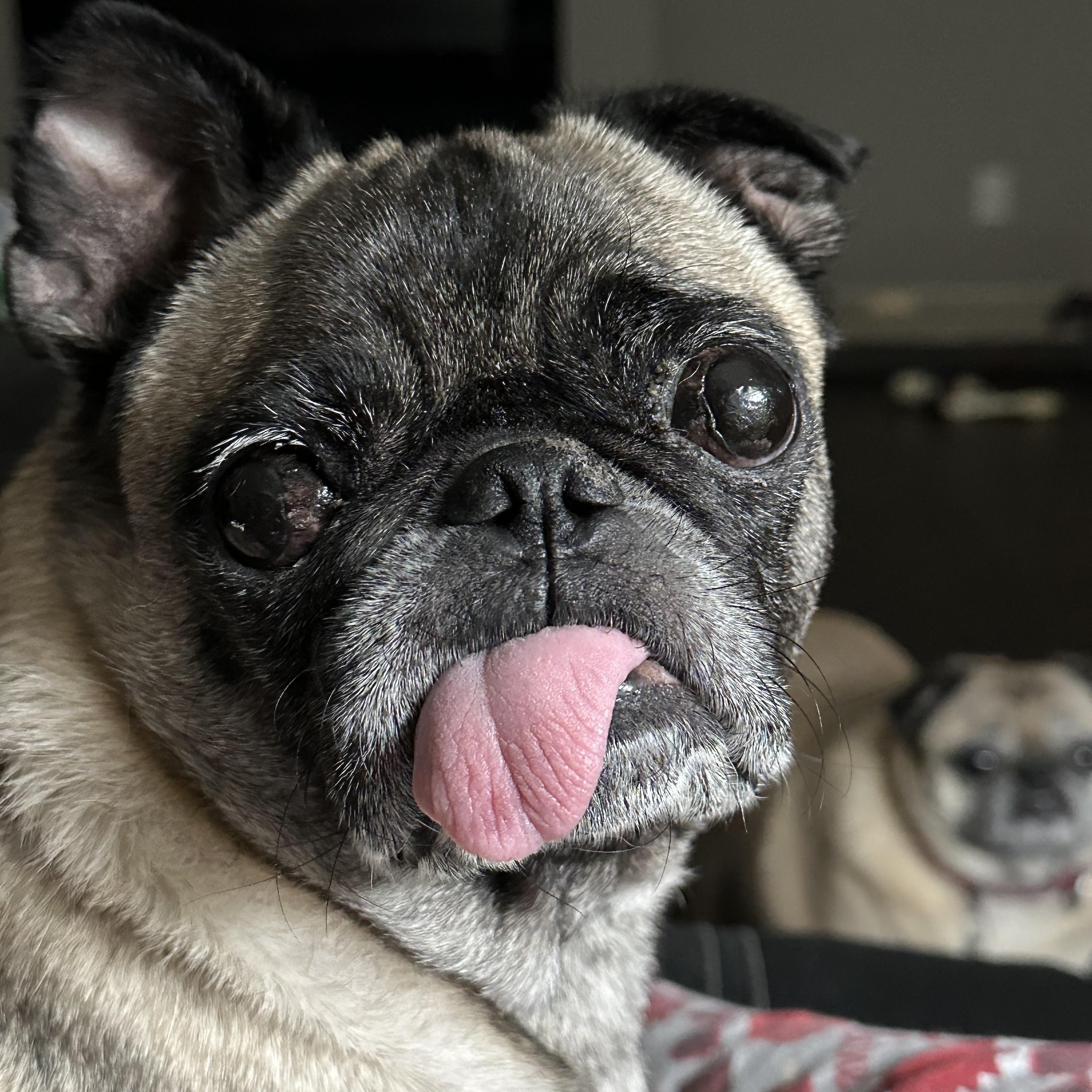 Owen, an adoptable Pug in Fort Calhoun, NE, 68023 | Photo Image 4