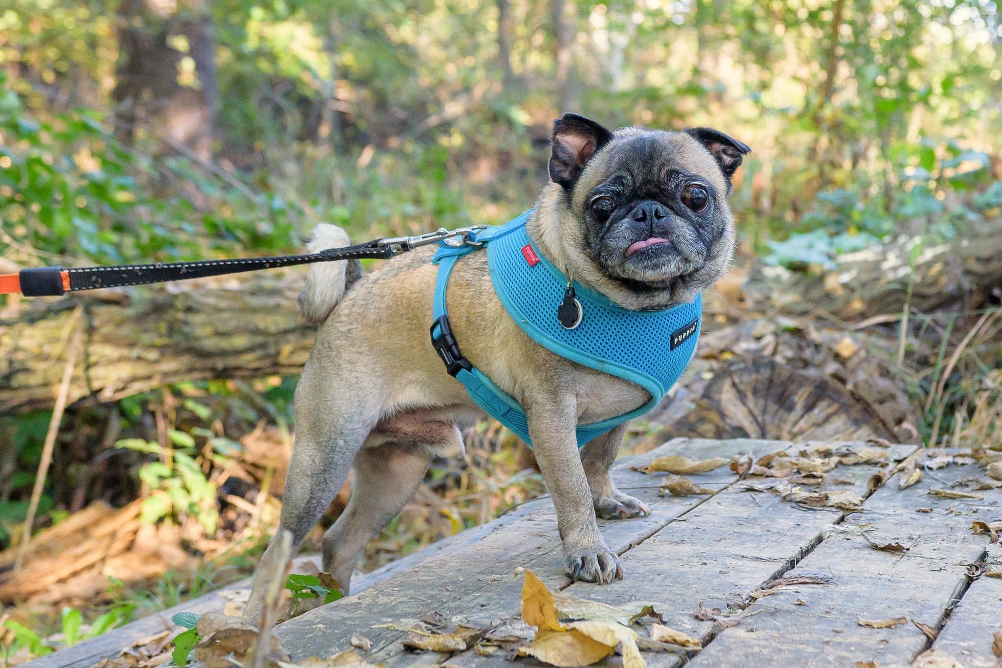 Owen, an adoptable Pug in Fort Calhoun, NE, 68023 | Photo Image 6