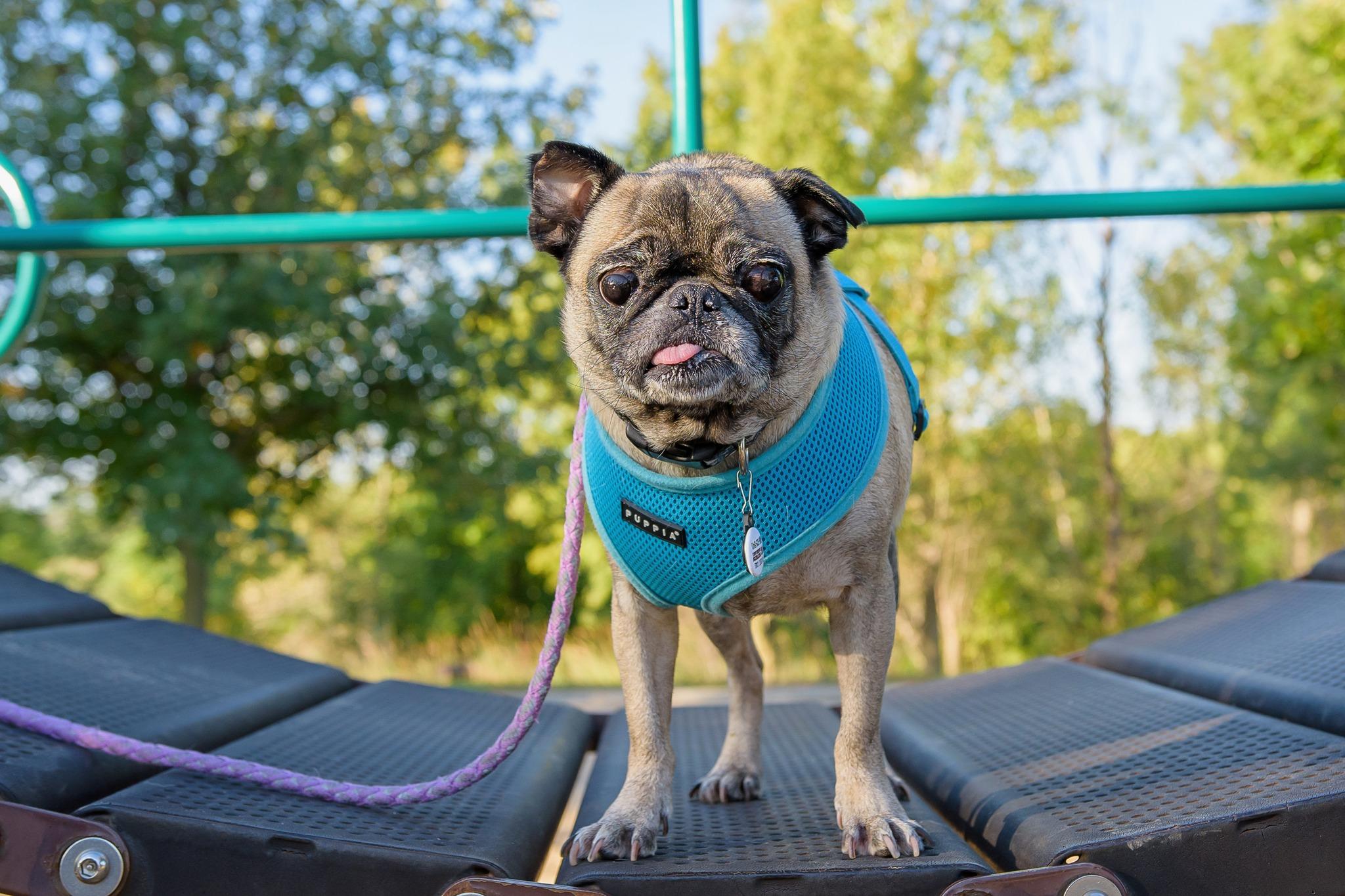 Owen, an adoptable Pug in Fort Calhoun, NE, 68023 | Photo Image 1